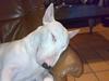 Bullterrier Øivind
