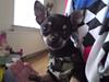Chihuahua Lui