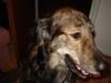 Blanding af racer Buster