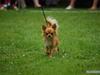 Chihuahua DKCH KLBCH Vuffelivov Saxo