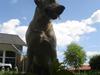 Labrador retriever Dumle