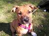 Amerikansk staffordshire terrier Chilli