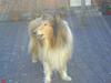 Collie langhåret Lucky