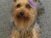 Australian silky terrier Tutzi