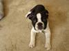 Fransk bulldog King 
