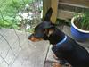 Dvaergpinscher Tinoboy :)