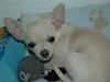 Chihuahua Buster