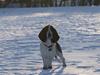 Basset hound Berta 