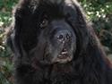 Newfoundlænder basil RiP