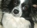 Papillon Sam