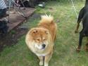 Chow chow Nybo's lady