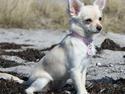 Chihuahua Freya