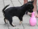 Chihuahua Silke