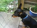 Dvaergpinscher Tinoboy :)