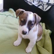 Jack russell terrier Kiwi