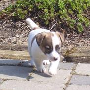 Jack russell terrier Kiwi