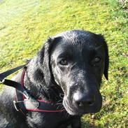 Labrador retriever Fie