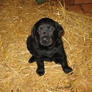 Labrador retriever Fie