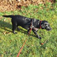 Labrador retriever Fie