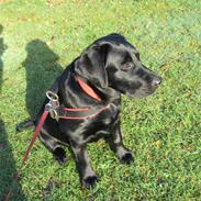 Labrador retriever Fie