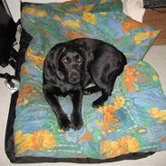 Labrador retriever Fie