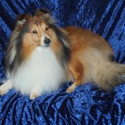 Shetland sheepdog Blacki