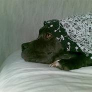 Amerikansk staffordshire terrier Chango *R.I.P*