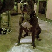Amerikansk staffordshire terrier Chango *R.I.P*