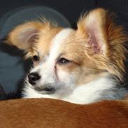 Papillon Angel
