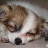Papillon Angel