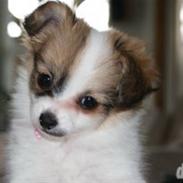 Papillon Angel