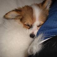Papillon Angel