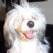 Chinese crested powder puff macus