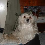 Chinese crested powder puff macus