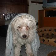 Chinese crested powder puff macus