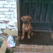 Blanding af racer Basse