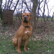 Blanding af racer Basse