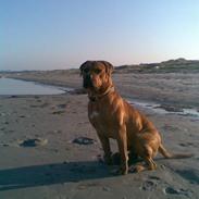 Blanding af racer Basse