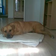 Blanding af racer Basse