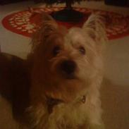 West highland white terrier Wixie