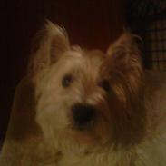 West highland white terrier Wixie