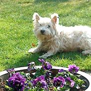 West highland white terrier Wixie