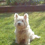 West highland white terrier Wixie