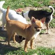 Chihuahua Frontrunner`s Ready To Pl