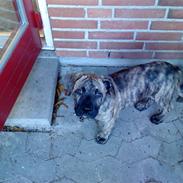 Boerboel Chjang *R.I.P*