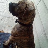 Boerboel Chjang *R.I.P*