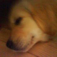 Golden retriever Mille