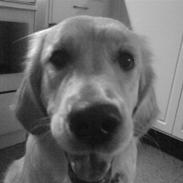 Golden retriever Mille
