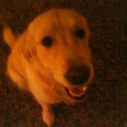Golden retriever Mille