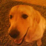 Golden retriever Mille